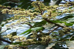Schefflera rostrata var. micrantha